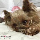 에이블 동물병원 이미지