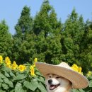 발편한동물병원 이미지