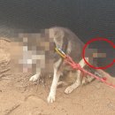 내가 쏜 닭 이미지