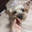 면역바이오랩(주) | 강아지눈영양제 바이오펫랩 아이프로 15살 노령견 눈관리 솔직후기