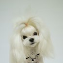 한강펫살롱 이미지