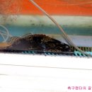 동강쏘가리 이미지