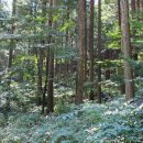 편백나무숲 이미지