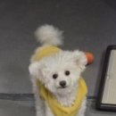 숙희네 개집 이미지