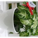 3900원의 행복 이미지