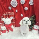 희희퍼피 이미지