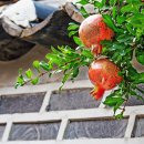 담장너머 이미지