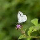 올해 만난 나비23 - 대만흰나비 이미지