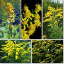 골든13(Golden13) 이미지