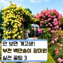 부천북고등학교 | 부천 백만송이 장미원 주차 꿀팁! 유모차 끌고 가면 백퍼 후회하는 계단 지옥과 영유아 힙시트 필수인...