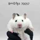 와우펫앤쥬 김해점 이미지