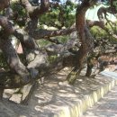 양지초등학교 이미지