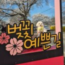 북면 | 2026 북면 위례 벚꽃 축제 솔직 이용후기(차량 정체구간, 주차 혼잡도)