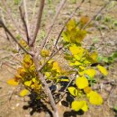 황금나무공인중개사사무소 이미지