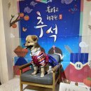 다남로 | [ 인천애견동반식당 ] 개떼놀이터 방문 후기