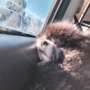 멍치원 | 광안애견호텔 멍치원 다녀온 후기, 티파니의 하루가 달라졌어요^^