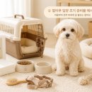 비비콤 | 🐶 말티푸 키우기 비용 총정리｜한 달 사료비·미용비·병원비 얼마나 들까?