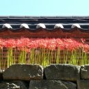 꽃보다예쁜의원 이미지