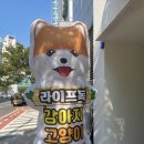펫독강아지고양이분양미용