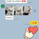 보스 애견호텔&유치원 네이버블로그