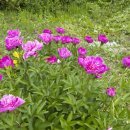 청남농원 이미지