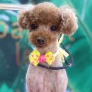 초코네 애견샵 이미지