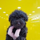 프라임 도그 이미지