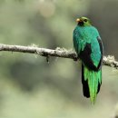 Golden Headed Quetzal. 이미지