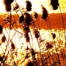 강변의 숲속 이미지