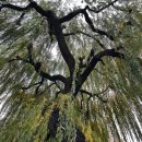 버들한의원 이미지