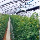 박종일농장 이미지