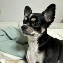 댕댕미용실 / 도그마캣 이미지