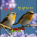 천년지기 Daum카페