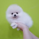 달링하이 강아지분양 밀양점 이미지