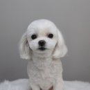 멍분의 멍 이미지