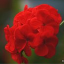 인간과허브 이미지