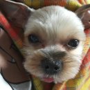 문수동물병원 이미지