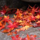 한라산둘레길 천아숲길 이미지