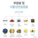 엘라플로라