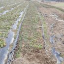 용운농장 이미지