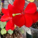 레드폭스 이미지