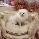 메르시동물병원 이미지