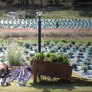 나비야놀자 이미지