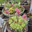 그림정원 이미지