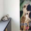 미어캣족장