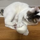 PPO뿅뿅 네이버블로그
