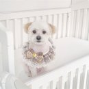 원 반려동물 미용실 이미지