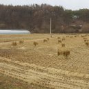 (AT-799)충남 금산군 금성면 특용작물 재배 적지 금산토지,금산 귀농추천지 이미지