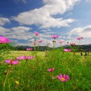 메밀꽃필무렵 이미지