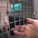 노원N동물의료센터 이미지